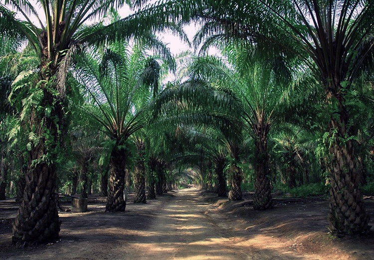 Oil Palm - Kotagala