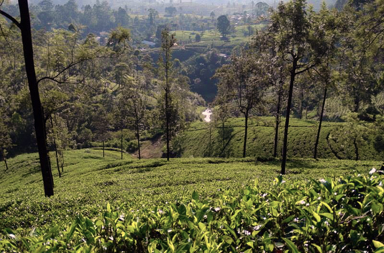Tea Estate - Kotagala